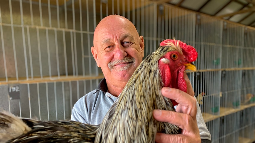 A man with no hair holding a brown and tan rooster close to the camera