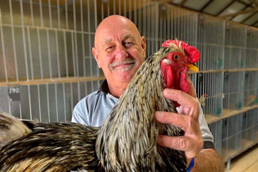A man holding a brown and tan rooster close to the camera.
