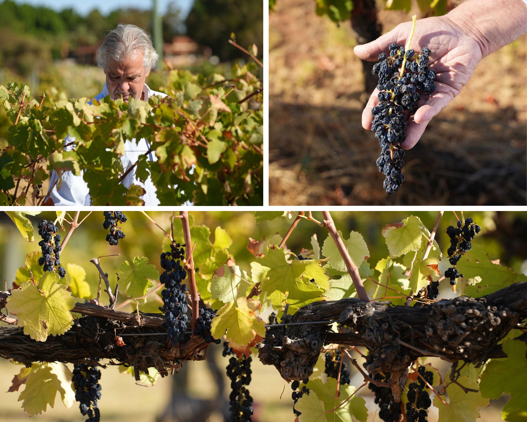 shots of a winery 