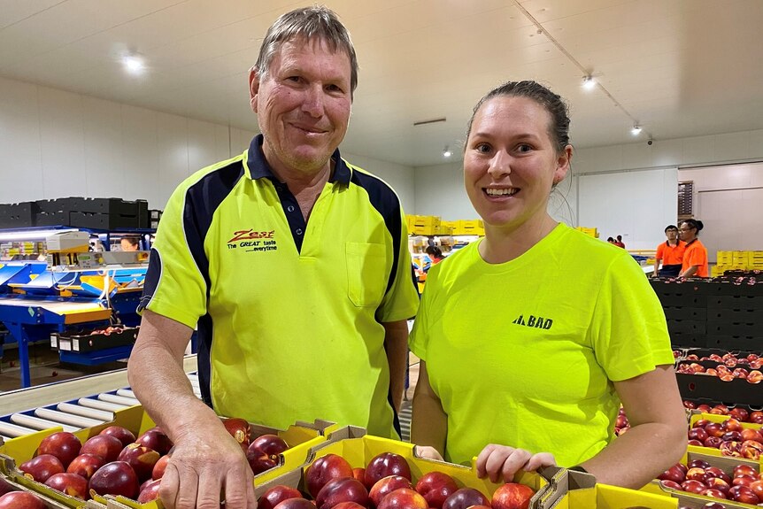 A man and a woman wearing yellow shirts standing in a packing shed with boxes of nectarines.