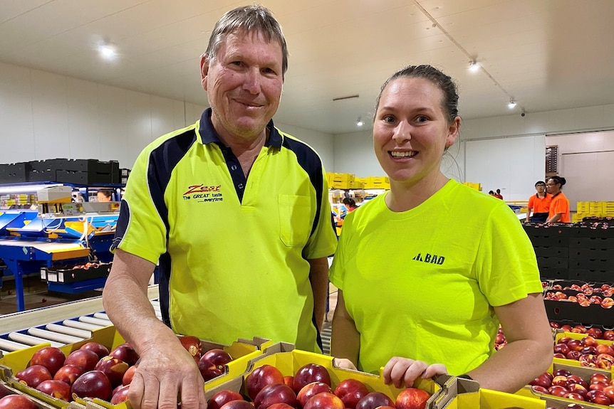 A man and a woman wearing yellow shirts standing in a packing shed with boxes of nectarines.