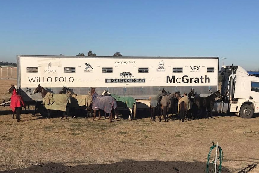 A truck used for carrying polo horses, owned by Willo Polo club.