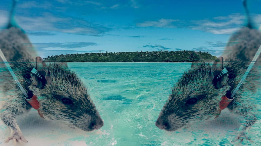 Collage of two rats, mirrored, with tropical paradise Reiono Island in the background