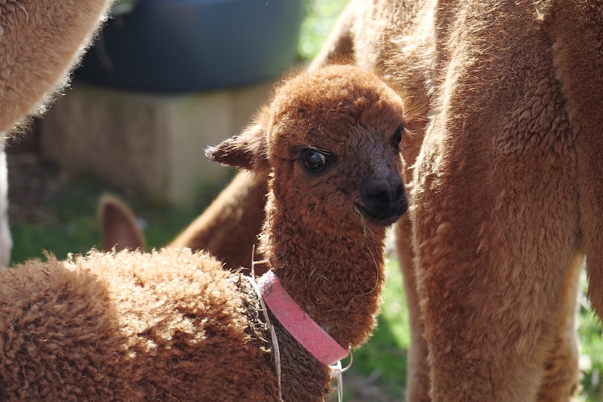 Close up shot of a baby alpaca 