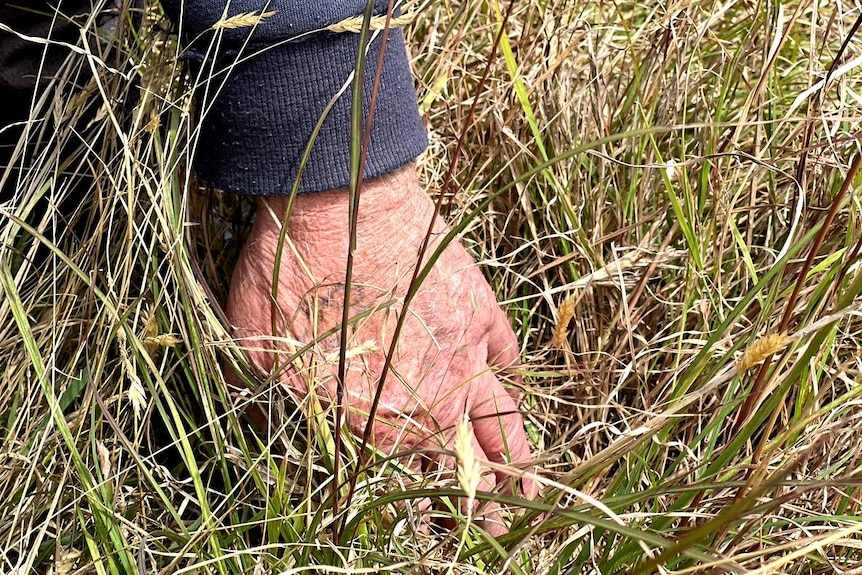 A man's hand as he leans over to inspect grassland.