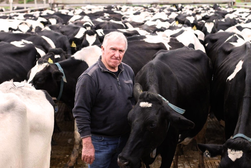 Graham Manning stands among a herd of cows posing for a picture.