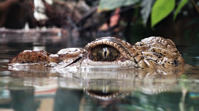The eyes of a submerged crocodile are visible above the waterline