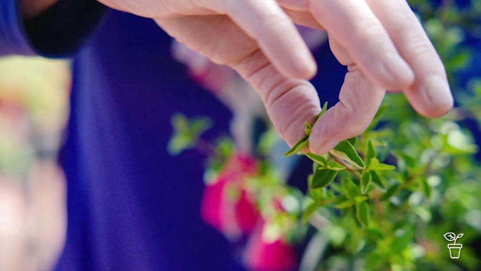 Hand pinching the tips off a plant.