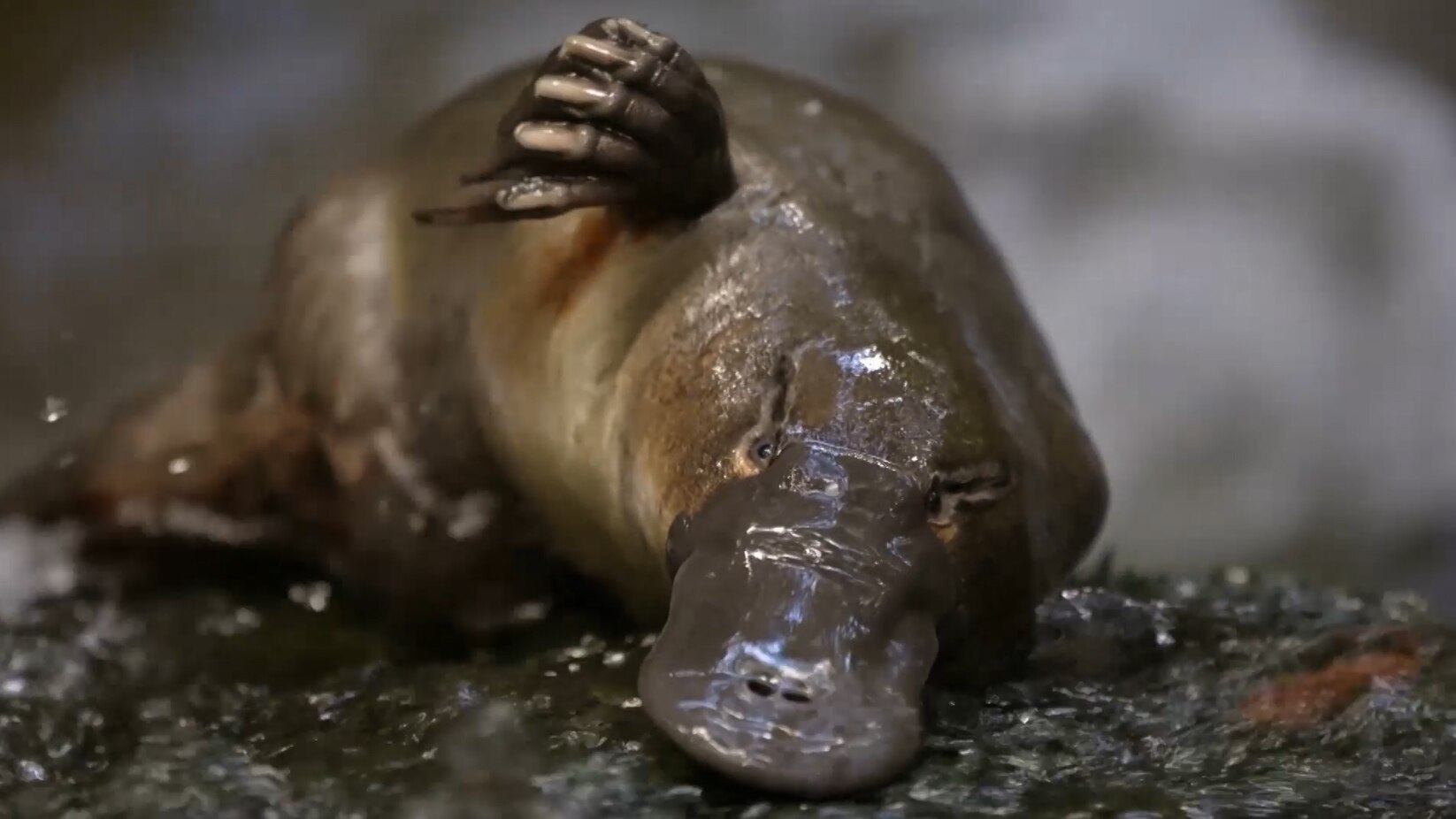 The Platypus Guardian: Baby Platypuses - ABC Education