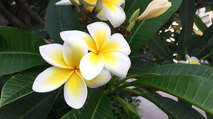 Frangipani flowers in Camperdown