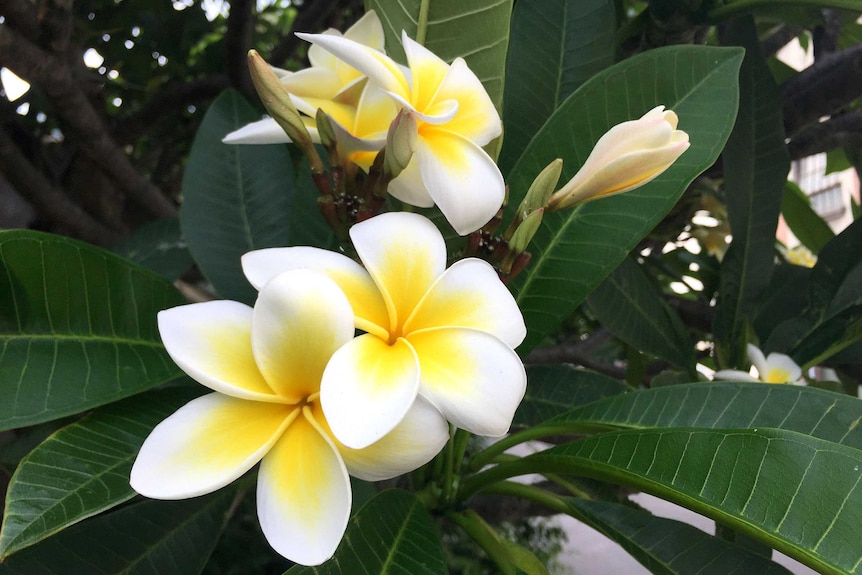 Frangipani flowers in Camperdown.