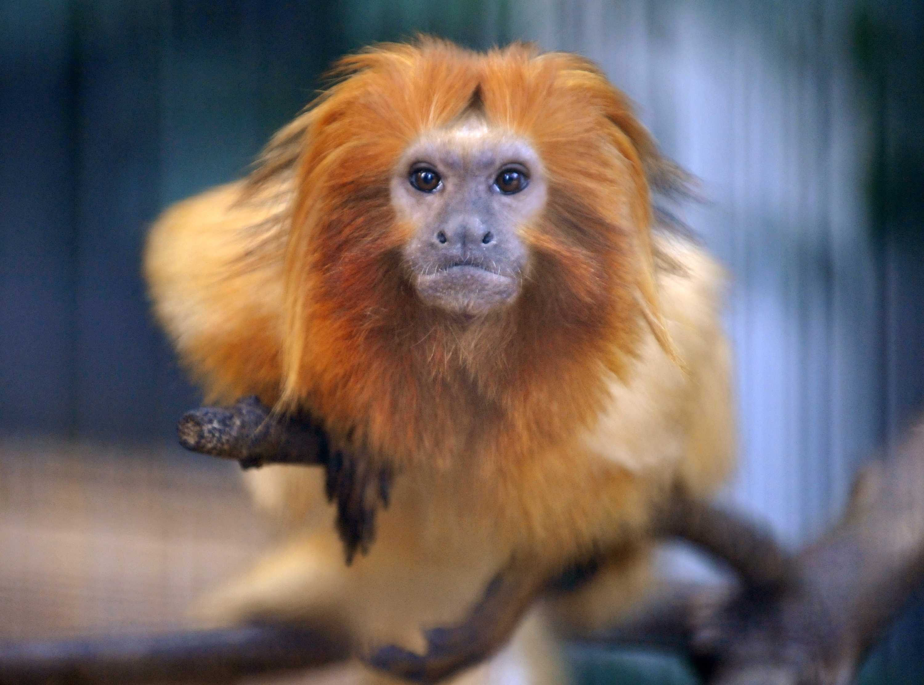 Endangered monkey eaten by otters at British zoo after falling into pond - ABC N