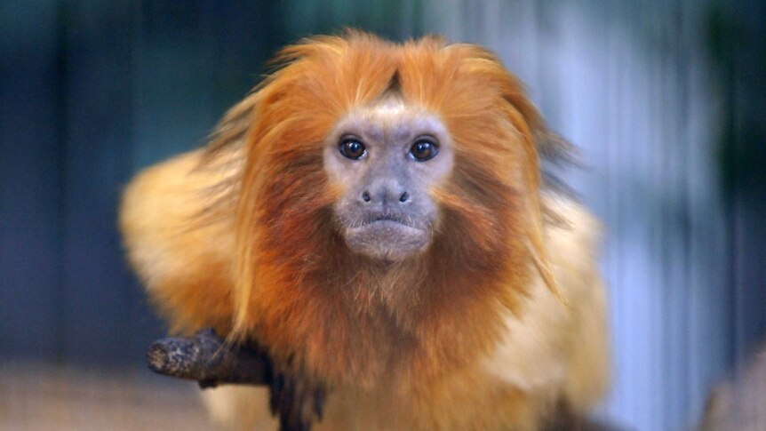 A small monkey called the Golden Lion Tamarin