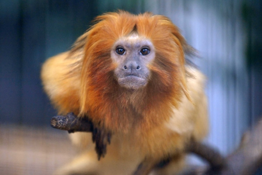 A small monkey called the Golden Lion Tamarin