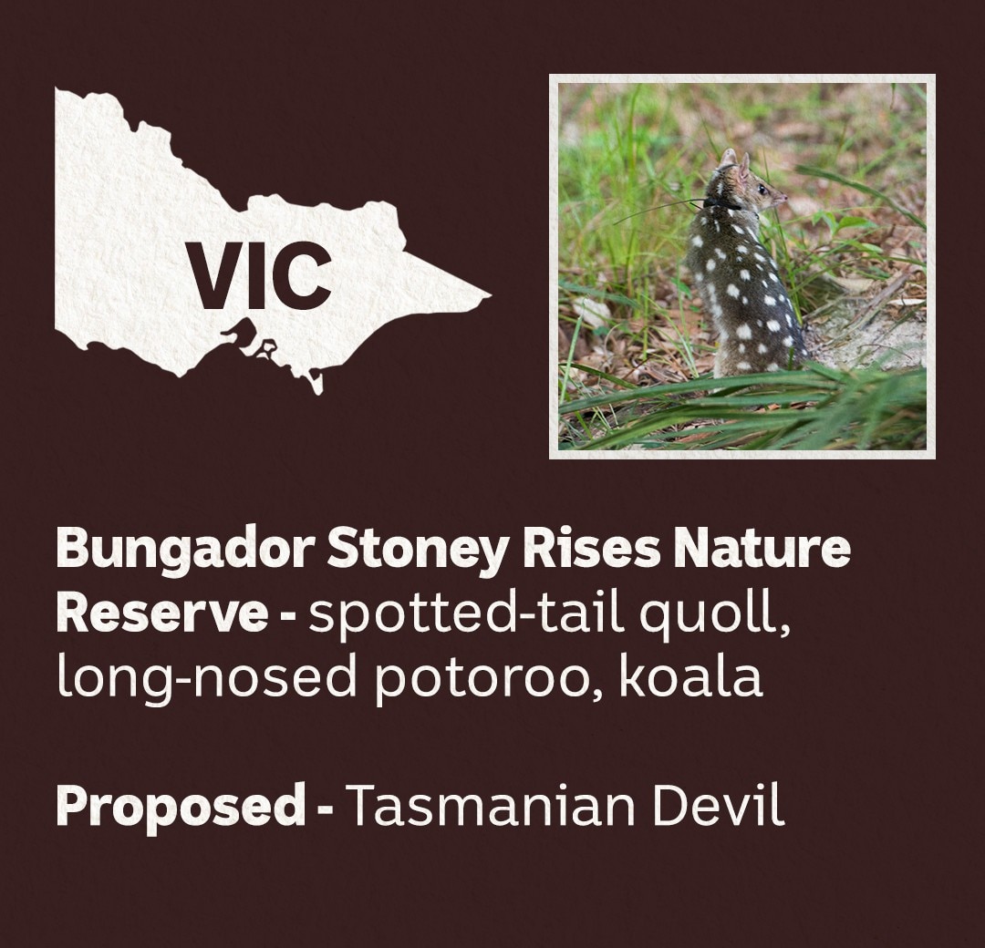 A white map of Victoria with a picture of a marsupial