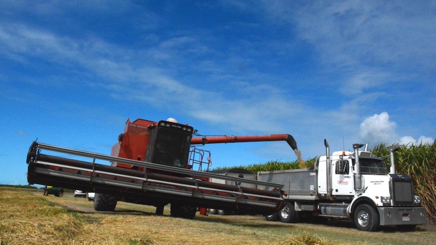 A harvester shoots rice into the back of a truck.