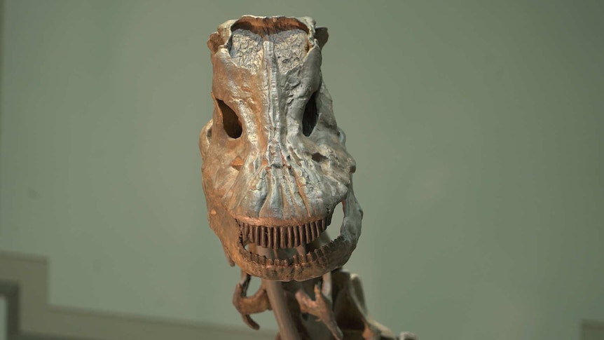 A dinosaur fossil head