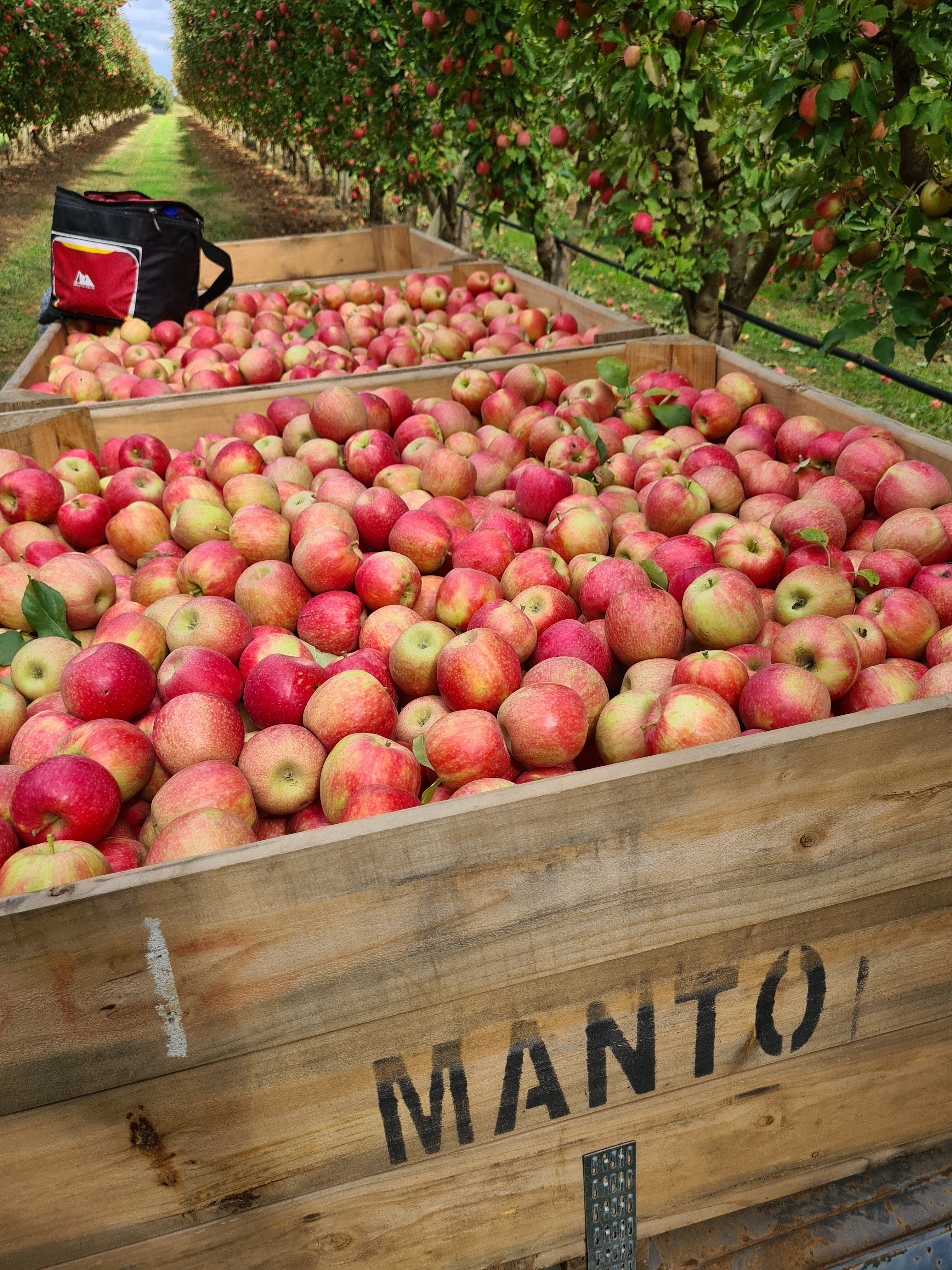 Manto apples