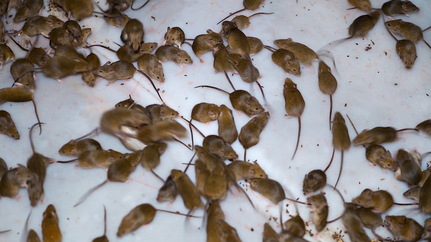 Hundreds of mice in trap