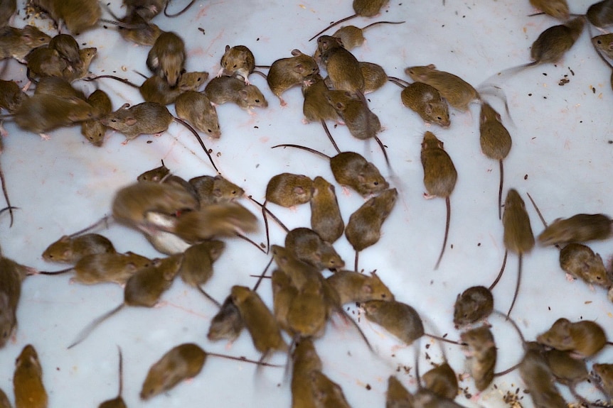 Hundreds of mice in trap