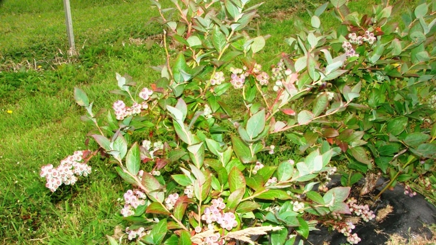 Tasmanian blueberries about to ripen on the plant.