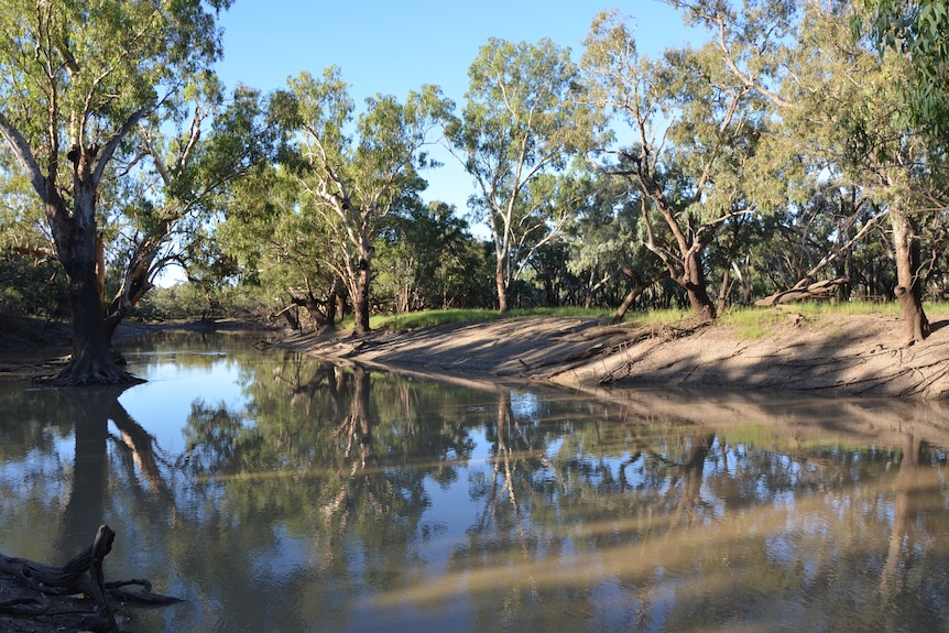 Reflections of trees in the river on Greg's Walgett property. 