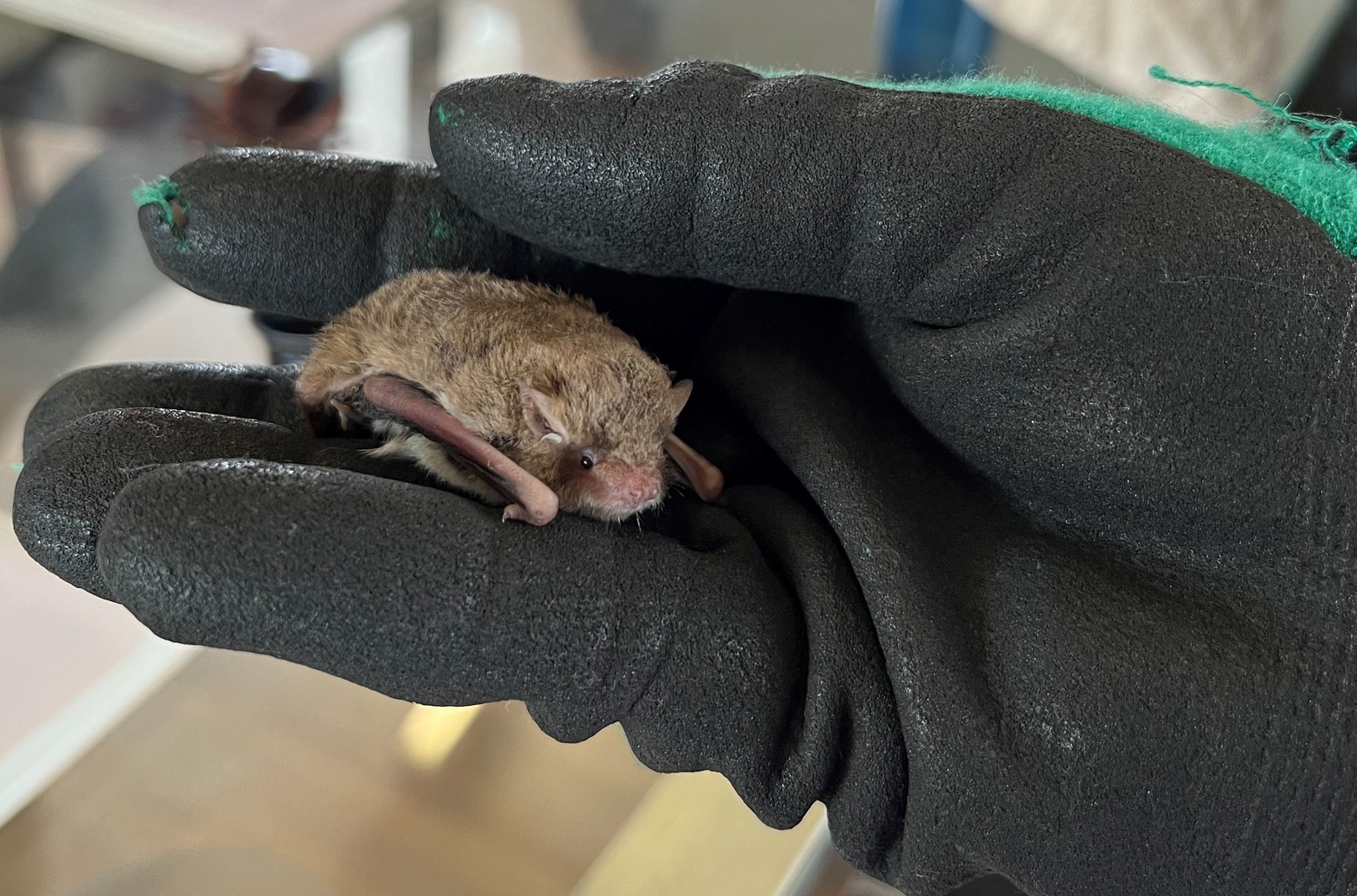 A gloved hand holds a tiny, cowering bat.