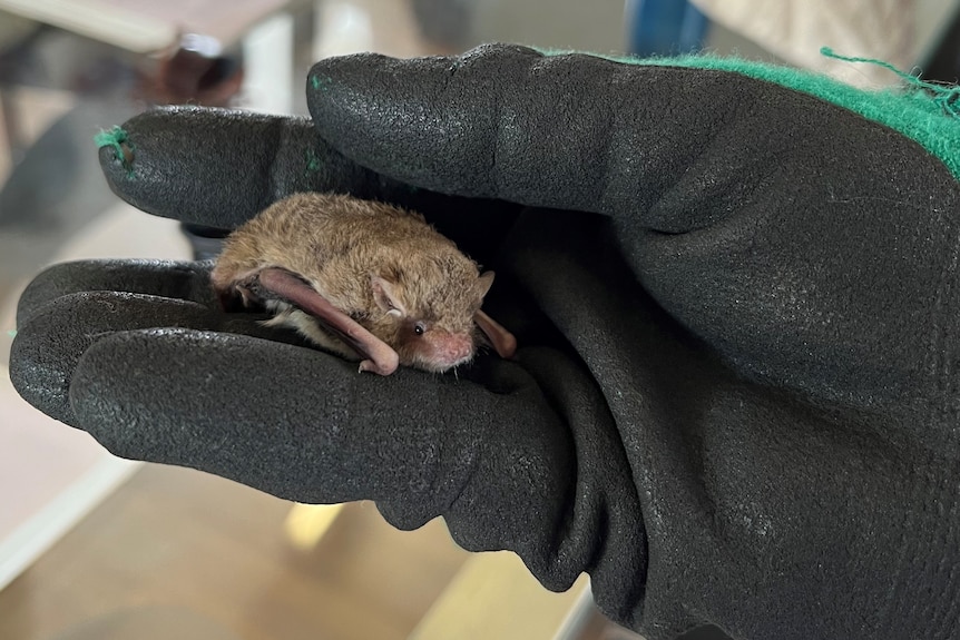 A gloved hand holds a tiny, cowering bat.