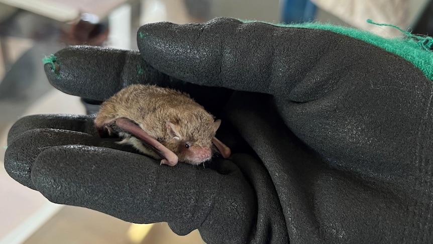 A gloved hand holds a tiny, cowering bat.