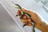 A juvenile crocodile reportedly found on Cable Beach in Broome, held by a man.