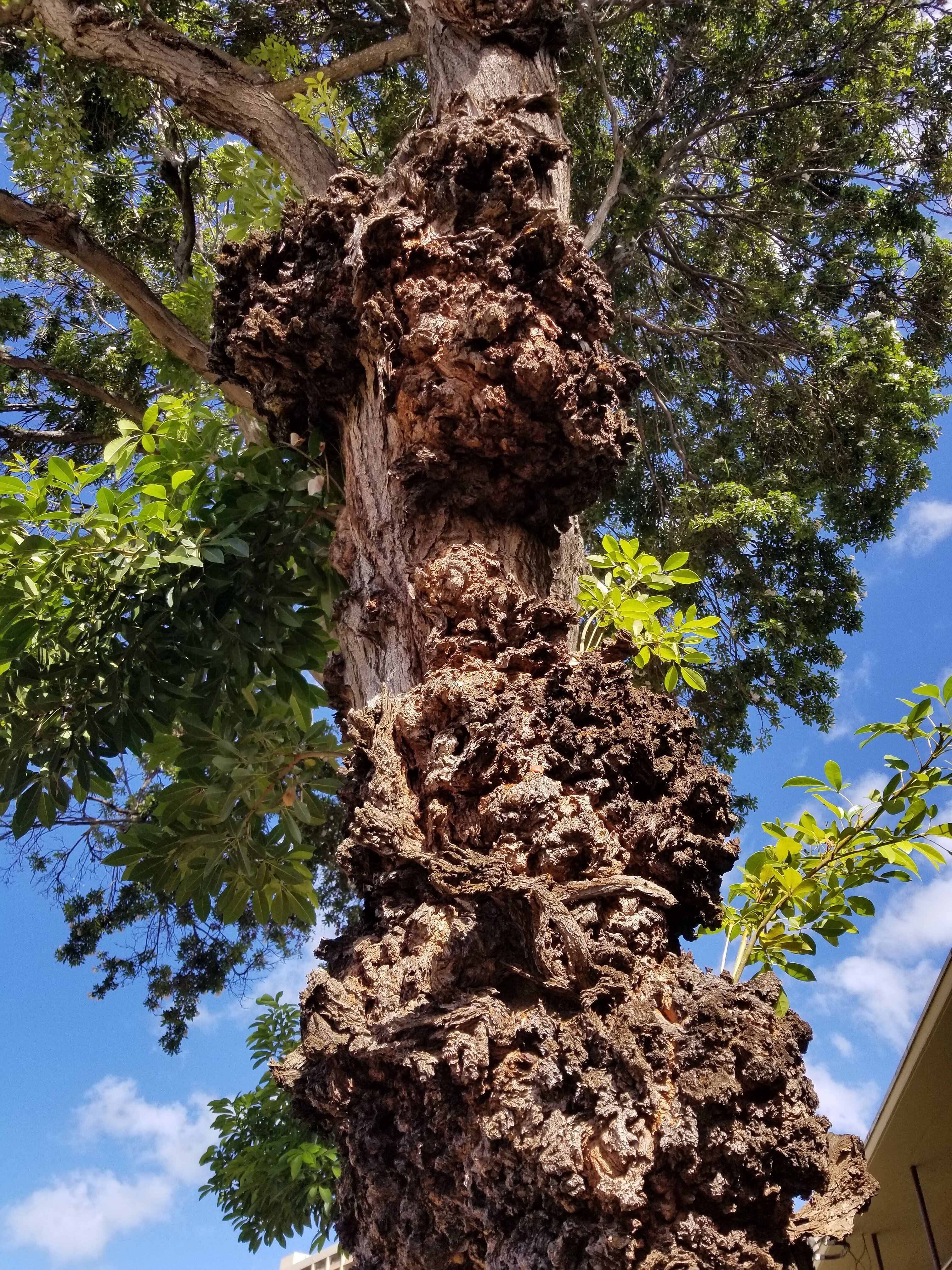 A tree with multiple large clusters of tumours on its trunk.