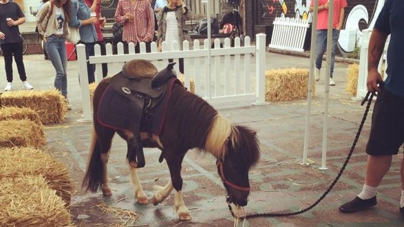 A shetland pony stands inside squares at the Vic on the Park pub in Sydney.