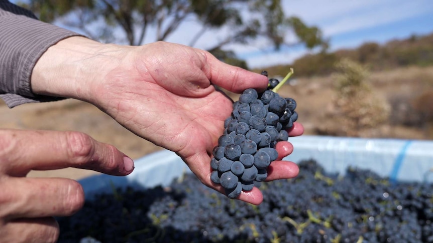 Freshly picked red grapes are placed into a large tub