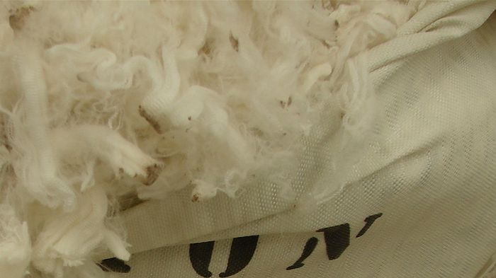Superfine merino wool is demand from international buyers