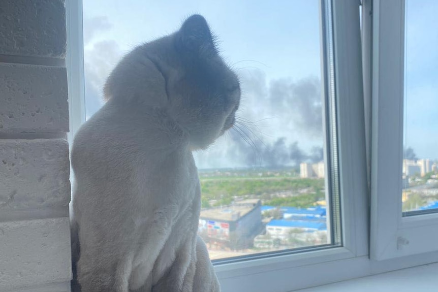 The grey cat sits in the window, smoke and explosions are below