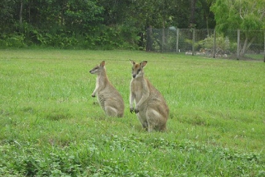 Two wallabies on grass paddock with suburban fence and garden in the background