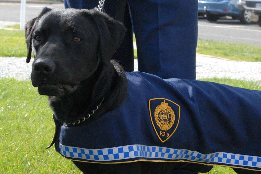Tasmania Police dog.
