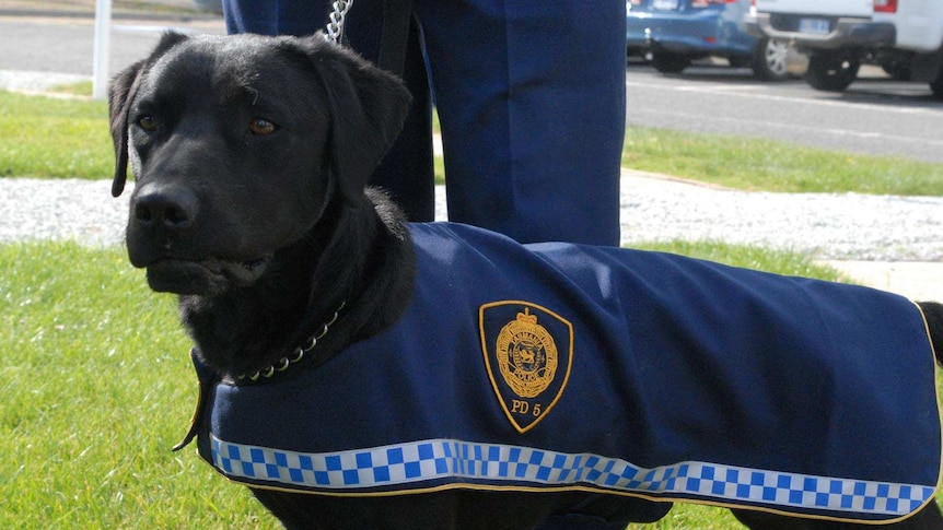 Tasmania Police dog.