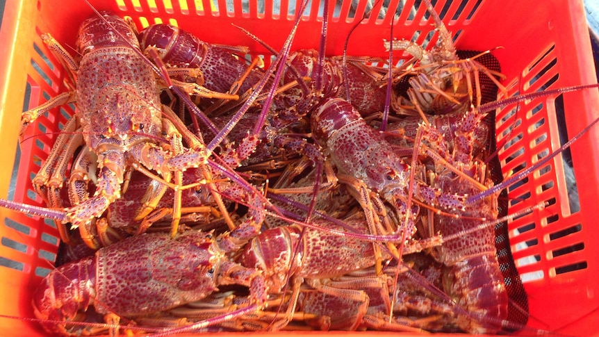 Chinese demand has seen the price of lobster rise to $100 per kilogram.