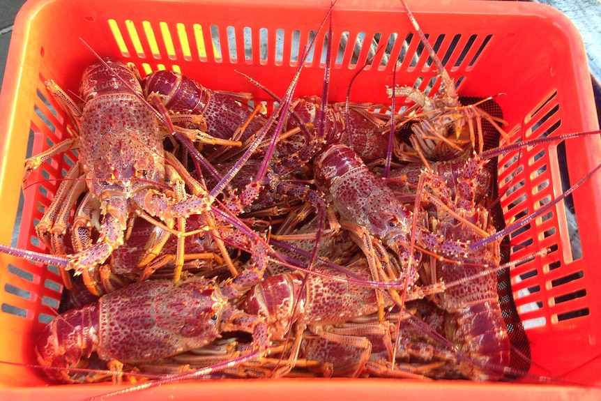 Chinese demand has seen the price of lobster rise to $100 per kilogram.