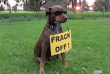 A brown kelpie wearing sunglasses sits in a paddock with a sign hanging from its mouth that reads 'Frack off'.