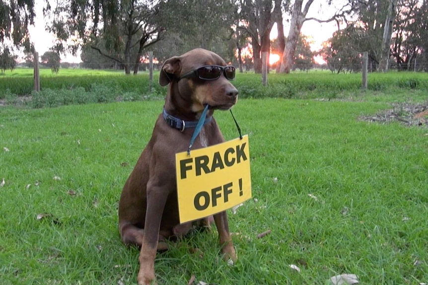 A brown kelpie wearing sunglasses sits in a paddock with a sign hanging from its mouth that reads 'Frack off'.
