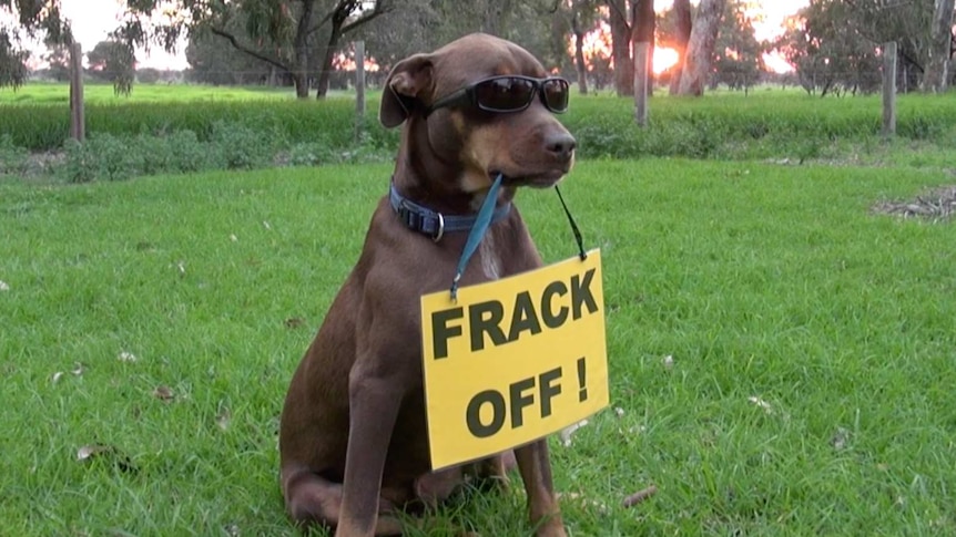 A brown kelpie wearing sunglasses sits in a paddock with a sign hanging from its mouth that reads 'Frack off'.