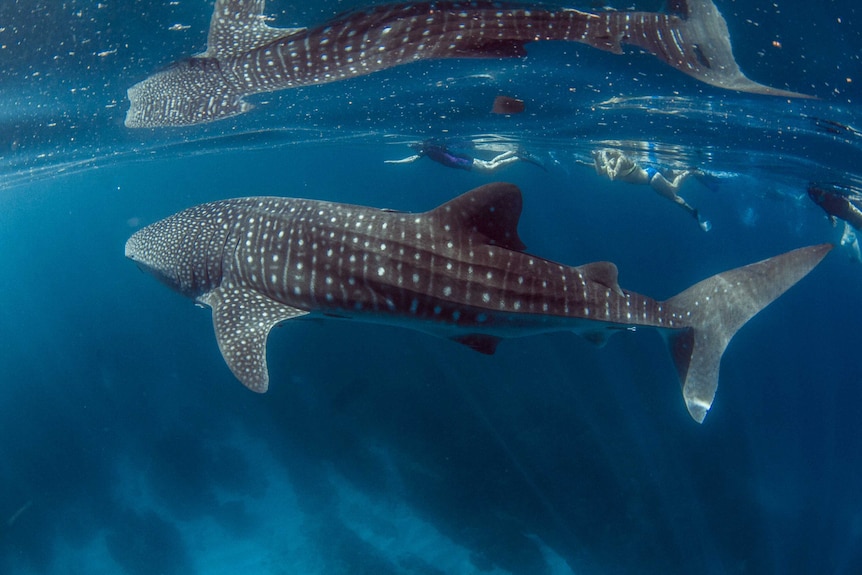 People swimming with whale sharks.