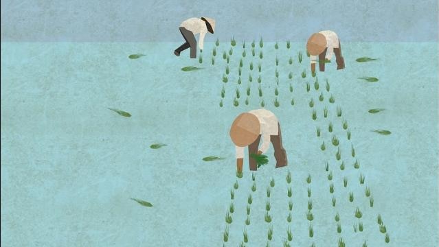 Graphic image shows Chinese people planting rice