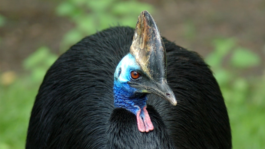 A cassowary with shaggy black plumage, a bright blue head and neck, and dangling red wattle