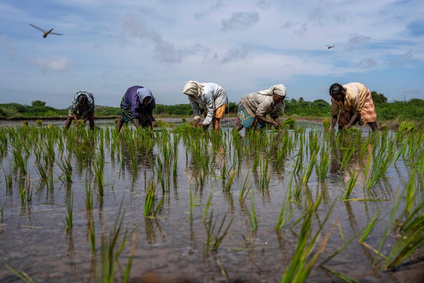 five women crouch over the paddy in headscarves, harvesting