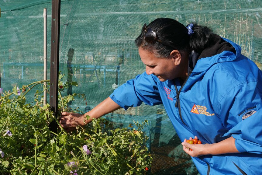 Lenny wears a blue jacket, she stands in front of a greenhouse picking cherry tomatoes from a large tomato plant.