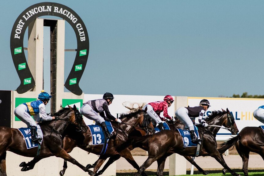 Five horses gallop past the finish post at the Port Lincoln Racing Club