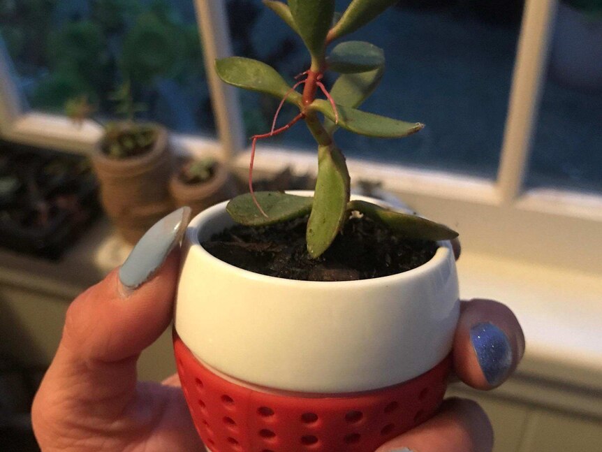A hand with blue nail polish holding a small potted plant.